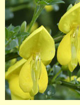 Ракитник (Cytisus) Ракитник (Cytisus)